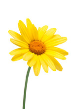 Yellow Daisy Flower Isolated On A Transparent Background