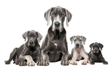 Great Dane Dogs Looking At The Camera Isolated On Transparent Background
