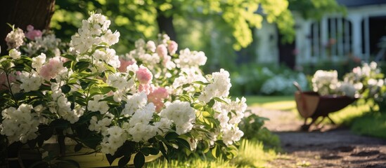 Wall Mural - In the background of the summer garden surrounded by the vibrant green nature and tall trees the white apple tree blossoms its leaves adding a burst of color to the farm promising bountiful 