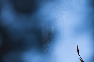 spider web with dew drops behind closeup of tree bud