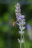 Fototapeta Kwiaty - Pszczoła na lawendzie