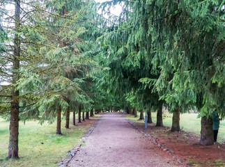 trees in the park