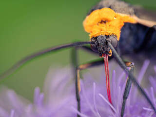 Wall Mural - bee on flower