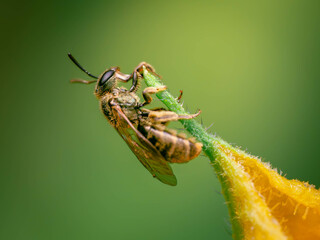 Wall Mural - wasp on a leaf