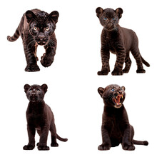 Set Of Panther Cub