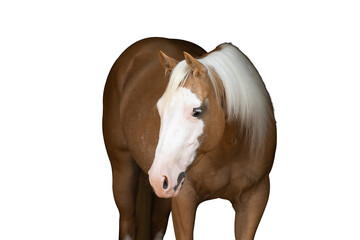 Palomino Horse