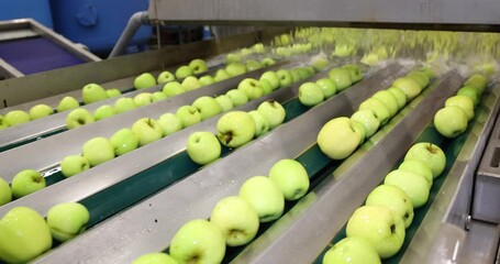 Wall Mural - Clean fresh apples golden delicious moving on conveyor washing and sorting by the machine in a fruit packing warehouse