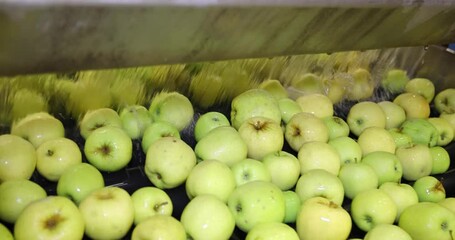 Wall Mural - Clean fresh apples golden delicious moving on conveyor washing and sorting by the machine in a fruit packing warehouse