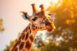 Close up of giraffe head in nature