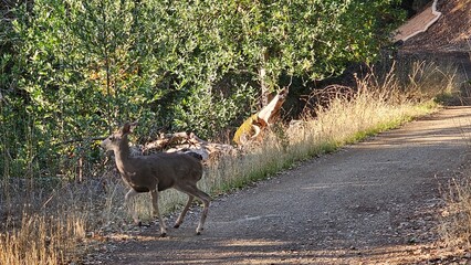 Wall Mural - deer in the grass