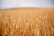 endless field of ripe wheat. View of wheat field waiting to be harvested.