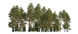 Fototapeta  - Frontal view Forest Pinus sylvestris Scotch pine big tall tree and spruce picea abies and pungens isolated png on a transparent background perfectly cutout Pine Pinaceae pine Baltic Pine fir