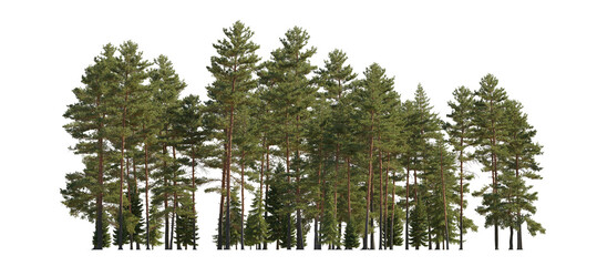 Wall Mural - Frontal view Forest Pinus sylvestris Scotch pine big tall tree and spruce picea abies and pungens isolated png on a transparent background perfectly cutout Pine Pinaceae pine Baltic Pine fir