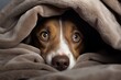 Hund versteckt sich unter einer Decke und hat angst. Ängstlicher Hund beobachtet die Umgebung. Geborgenheit unter der Kuscheldecke zum aufwärmen von draußen. 