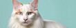 Turkish van cat on a pastel background. Cat a solid uniform background, for your advertising and design with copy space. Creative animal concept. Looking towards camera.