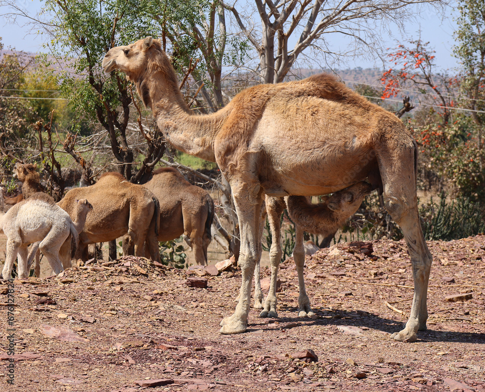 Camel Thar desert, Rajasthan, India. Camels, Camelus dromedarius, are ...
