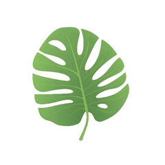 Wall Mural - monstera leaf illustration