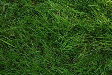 Wall Mural - fresh green grass as background, top view