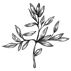 branched leaves handdrawn illustration