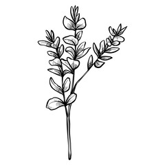 branched leaves handdrawn illustration