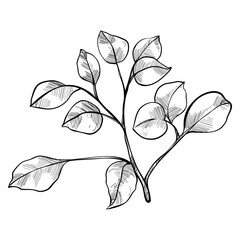 branched leaves handdrawn illustration