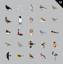 Various Birds Cartoon Vector Illustration 12