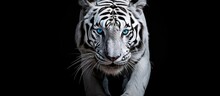 The Isolated White Tiger With Its Captivating Blue Eyes Stands Out Against A Black Background Showcasing Its Powerful Energy And Fierce Nature In This Stunning Portrait