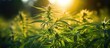 The lush green grass in the background adorned with golden sunrays highlighted the vibrant green leaves of the cannabis plant symbolizing the natural health benefits of this medicinal herb a