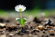 A Young And Delicate Flower Standing Gracefully On The Soil, Captured With A Shallow Depth Of Field For An Enchanting Effect. Photorealistic Illustration