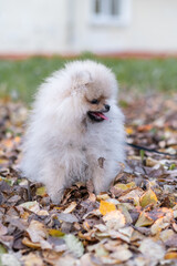  Portrait of a cute and handsome Pomeranian dog walking on a leash in the park. Fluffy dog.