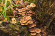 Im Herbst viele Pilze auf einen vermoosten Baumstamm