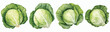 Set of Cabbage Watercolor Vector Illustration