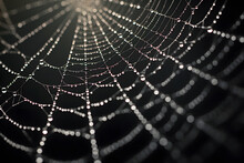Close Up Of Spider Web With Water Drops