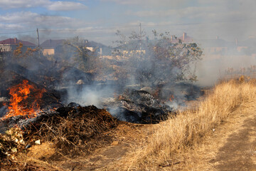 Wall Mural - steppe fires during severe drought completely destroy fields. Disaster causes regular damage to environment and economy of region. The fire threatens residential buildings. Residents extinguish fire