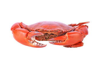 Cooked crab transparent png