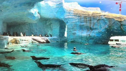 Wall Mural - Penguin walks swaying at the edge of pool of water in zoo. Flock of penguins stands on the big stone. Humboldt penguins in the zoo's aviary with pool and stones walk swim. Wildlife. High quality 4k fo