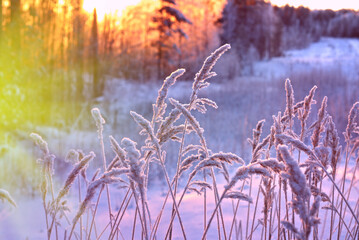 Wall Mural - Winter scene