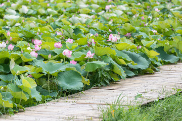 Lotus flower blooming in the pond with wooden walkway.