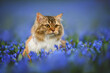 adorable long haired cat portrait on a field of blooming siberian squill flowers, outdoors in spring