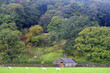 Sheep grazing in a field outside the village of Grasmere in the Lake District