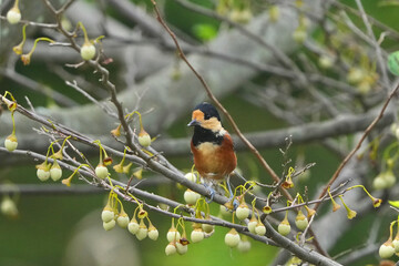 Poster - varied tit on a japanese snowball tree