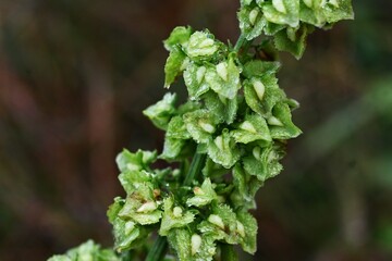 Poster - Japanese dock ( Rumex japonicus ) fruits. Polygonaceae perennial plants. Achenes after flowers turn from green to brown when ripe. It is a wild vegetable and also has medicinal uses.