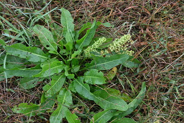 Sticker - Japanese dock ( Rumex japonicus ) fruits. Polygonaceae perennial plants. Achenes after flowers turn from green to brown when ripe. It is a wild vegetable and also has medicinal uses.