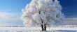 Snow Covered Alder Tree Alnus Glutinosa , Background Image For Website, Background Images , Desktop Wallpaper Hd Images