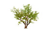 Tree on transparent background, real tree green leaf isolate die cut png file on isolated background, alpha png