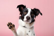 Border Collie dog waving raised paw in front of pink studio background