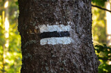 Fototapeta  - sign on the tree