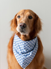 Poster - Golden Retriever wearing a blue plaid scarf