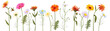 Horizontal set chamomile, daisy, marigold, gerbera. White, red, orange, blue flowers, panoramic view. Realistic botanical illustration on white background in watercolor style for design, vector