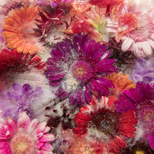 Background Of Colorful Frozen Germini Summer Flowers 